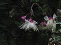 Syzygium curranii